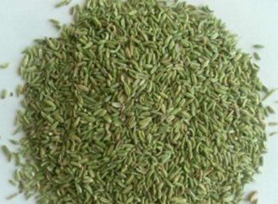小茴香是一种调味料